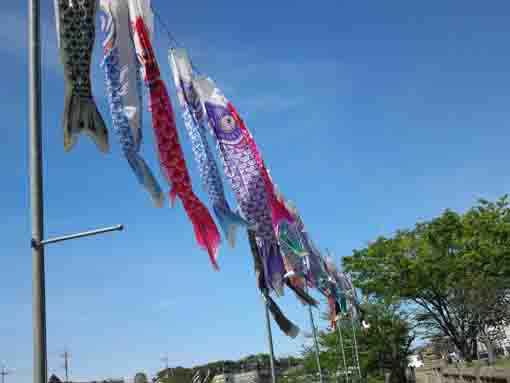 koinobori flags in Kozato Park ④
