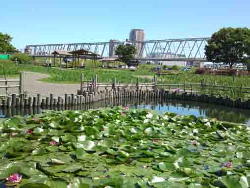 lotuses blooming in the pond