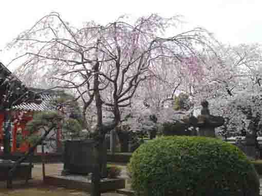 the wheeping cherry trees at Kokubunji