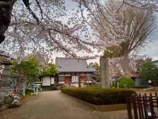 国分寺に咲く桜の花２