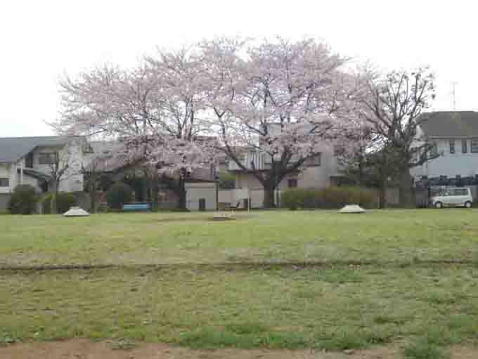 cherry trees in Shimousa Kokubunniji Ato