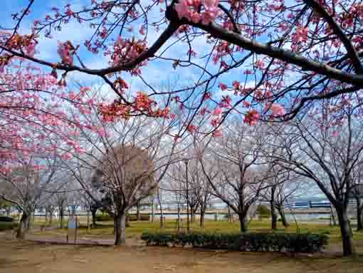 Kawazu Sakura in Komatsugawa in 2022-2