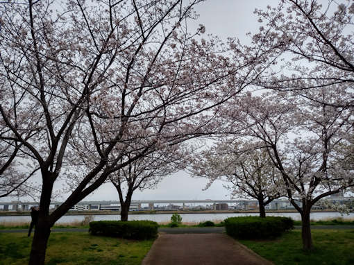 令和６年行小松川千本桜公園五分咲きの桜