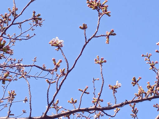 令和６年小松川千本桜公園ソメイヨシノの開花