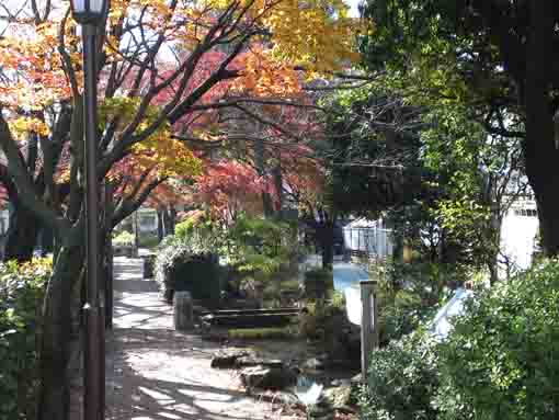 colored leaves along Komatsugawa