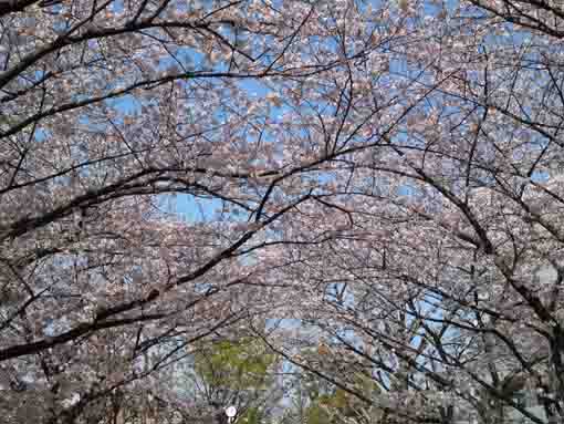 cherry blossoms in the blue sky