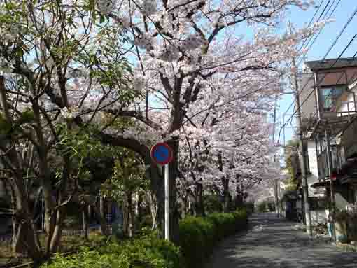 lined cherry trees along Komatsugawa
