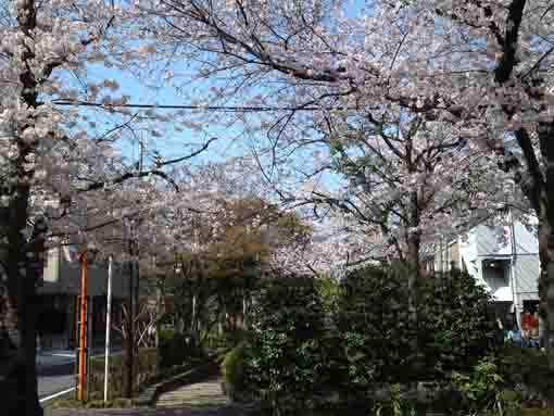 full blooming sakuras in Komatsugawa