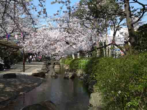 cherry blossoms over Komatsugawa