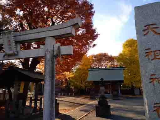 令和３年江戸川区本一色天祖神社秋の風景１