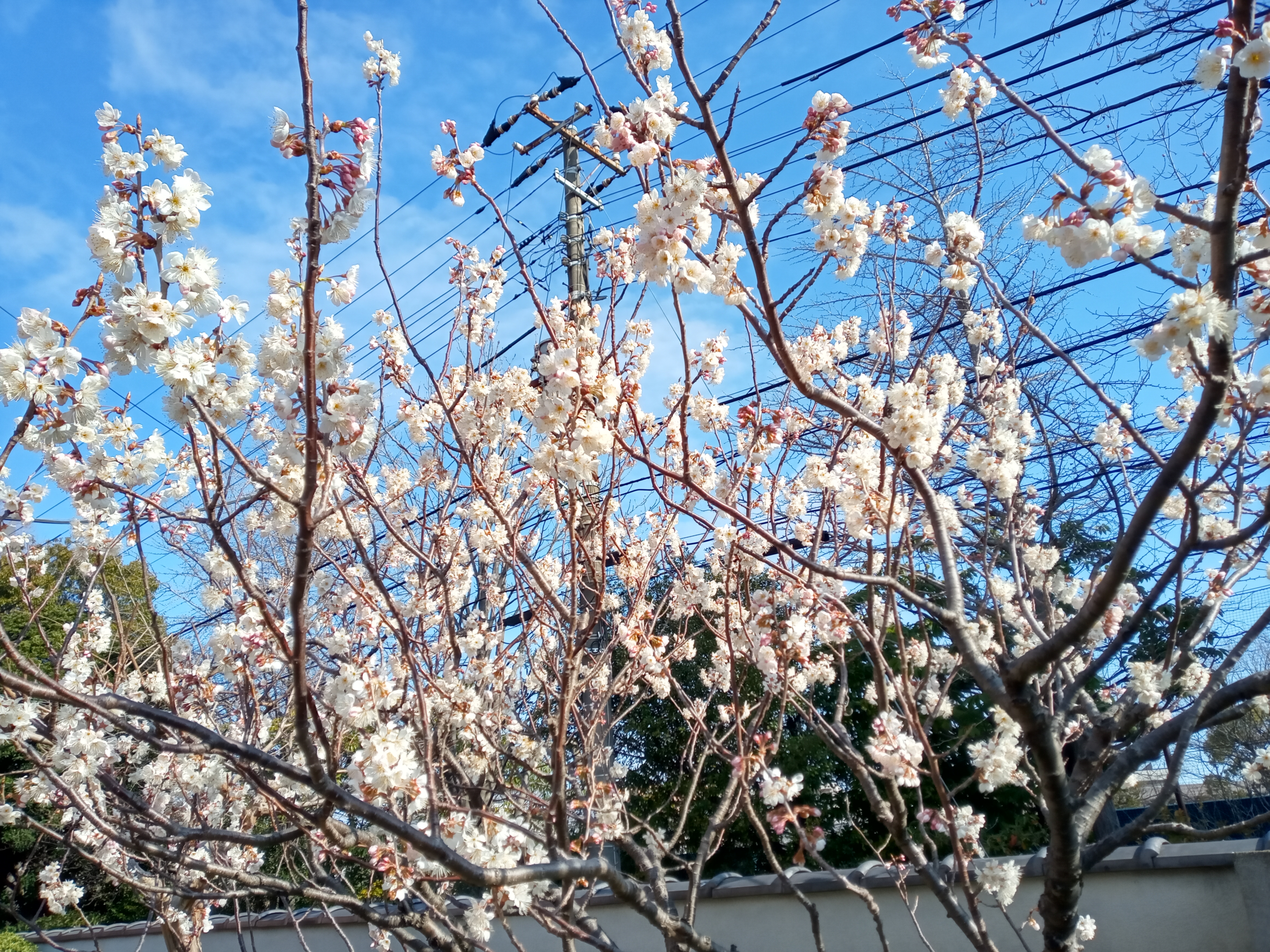 稲香山横道院光明寺に咲く桜の花々