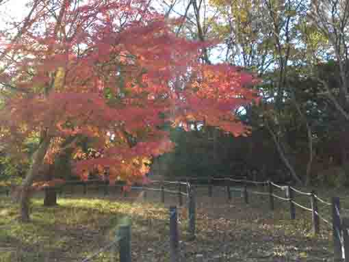 a maple tree in Konodai Green Area