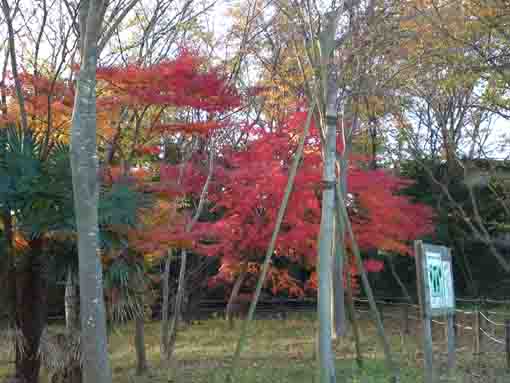 colored leaves in Konodai Green Area