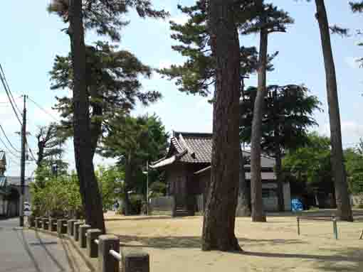 black pine trees in Koroku Jinja in Shinden
