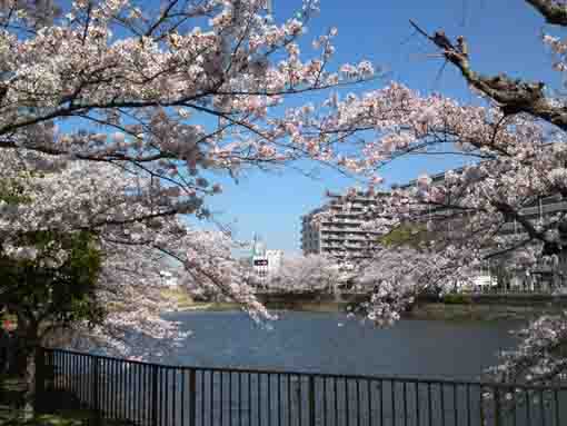 cherry blossoms in Kozato Koen Park