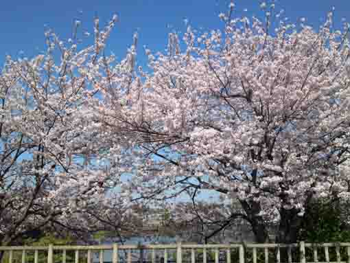 full blooming cherry blossoms in the park