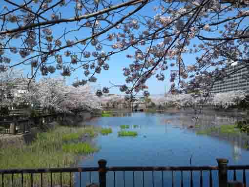 sakura reflected on the pond