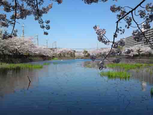 cherry blossoms over the pond