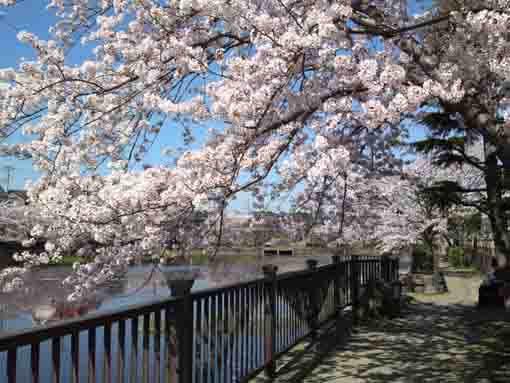 cherry blossoms over the path by the pond