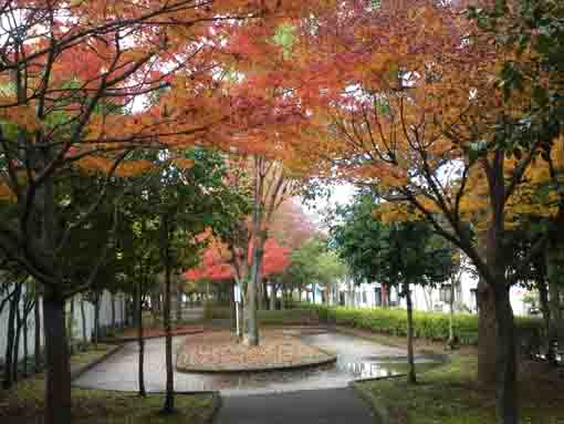 colored leaves above the circle path