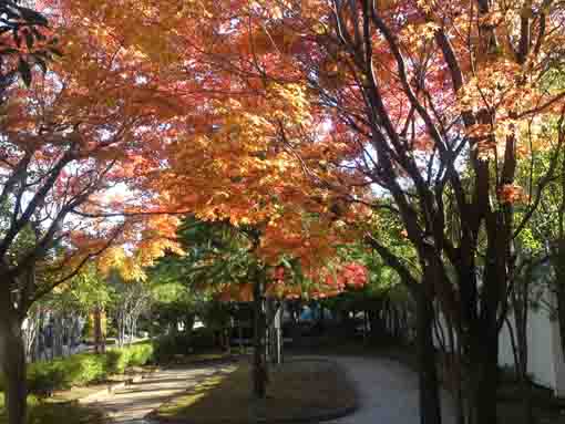 red leaves in Kutsurogi no Ie Koen