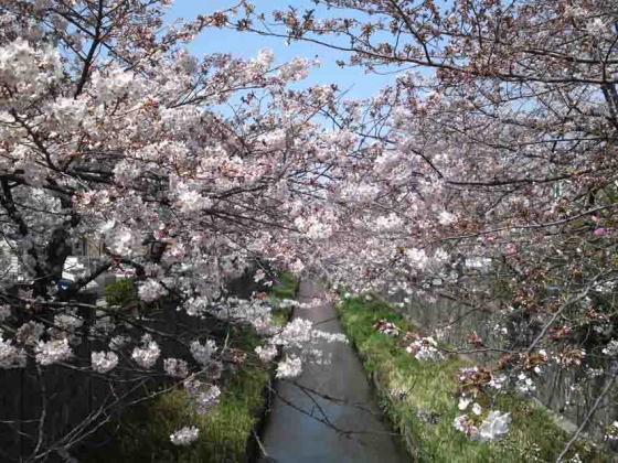 cherry blossoms along mamagawa river