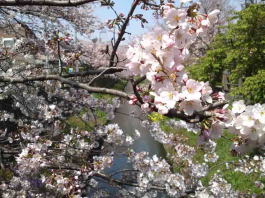 blooming cherry blossoms over Mamagawa
