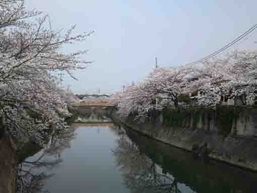 cherry blossoms from Yamatobashi Bridge