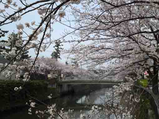cherry blossoms and the railway