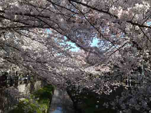 Mamagawa covered with cherry blossoms