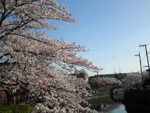cherry blossoms from Kitakatabashi Bridge