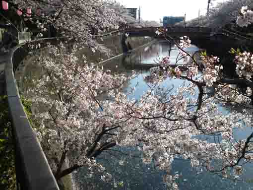 cherry trees appeared on the bank