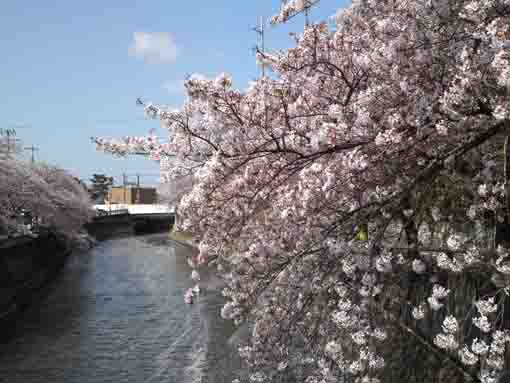 cherry blossoms and the bridge
