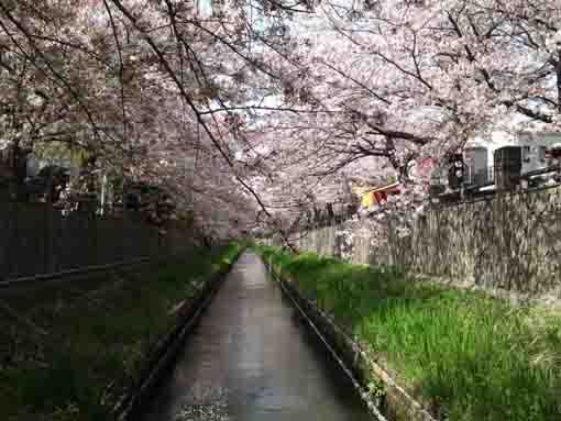 cherry blossoms over Mamagawa River
