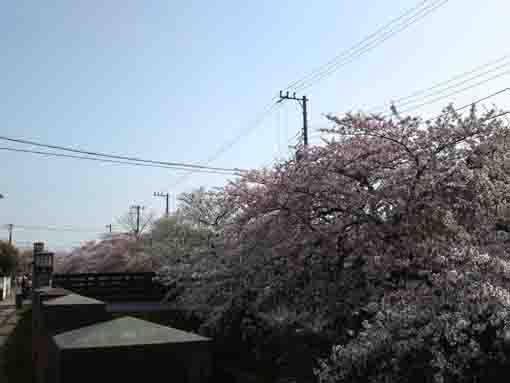 cherry blossoms and Sankakubashi Bridge