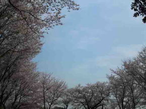 cherry blossoms surrounding the sky