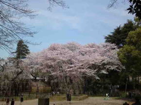 cherry blossoms in the north of Fushihime