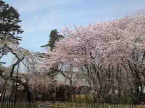 a cherry tree called the princess Fushihime