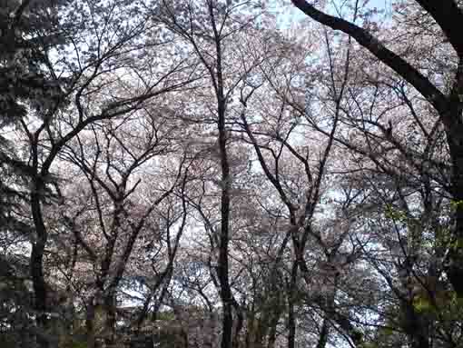 cherry blossoms like the ceiling