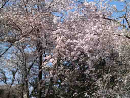 the weeping cherry tree in the foreground