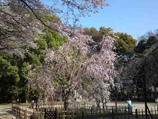 the whole view of the weeping cherry tree