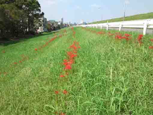 red spider lilies blooming near Shinozaki Park