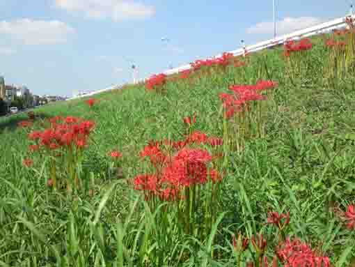 red spider lilies on the Edogawa Bank