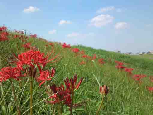 red spider lilies under the blue sky