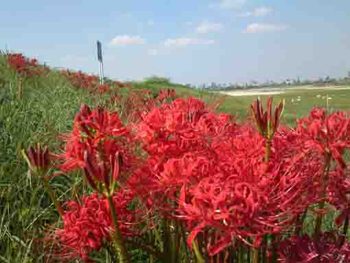 the red spider lilies under the blue sky