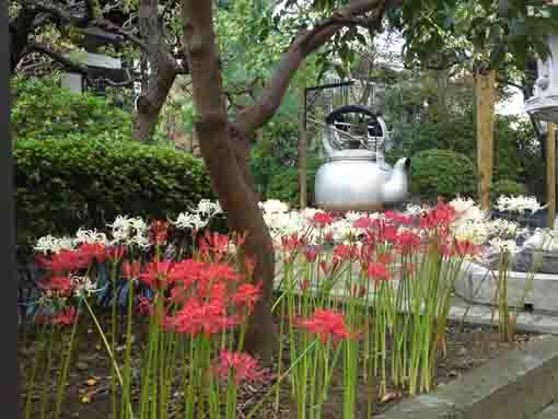 白幡神社に咲くヒガンバナ