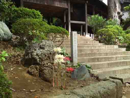 中山法華経寺に咲くヒガンバナ