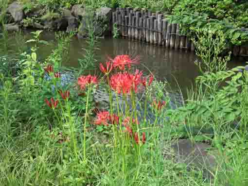 red spider lilies in Ichinoe Sakaigawa