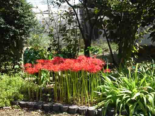 the sun shining on the red spider lilies