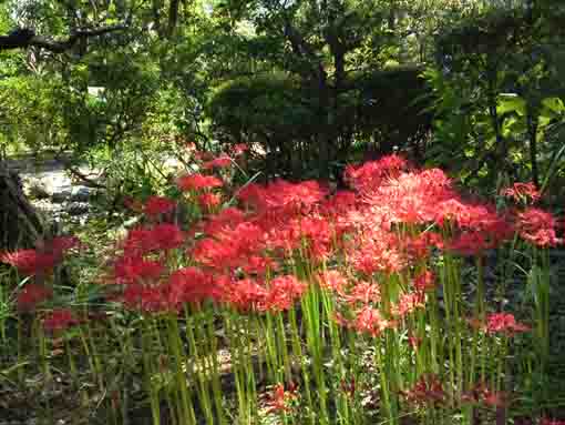 red spider lilies in the woods